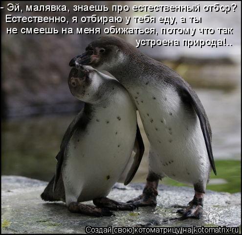 Котоматрица: - Эй, малявка, знаешь про естественный отбор? Естественно, я отбираю у тебя еду, а ты  не смеешь на меня обижаться, потому что так устроена при