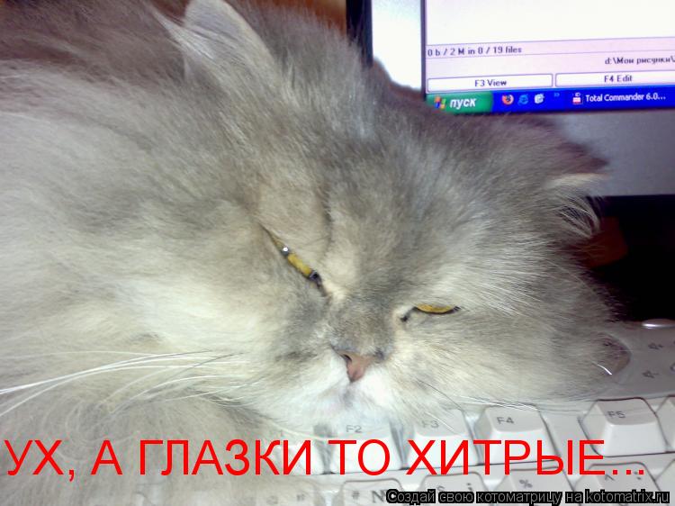 УХ, А ГЛАЗКИ ТО ХИТРЫЕ...... Котоматрица: УХ, А ГЛАЗКИ ТО ХИТРЫЕ...
