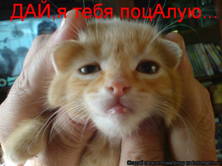 Котоматрица: ДАЙ,я тебя поцАлую...