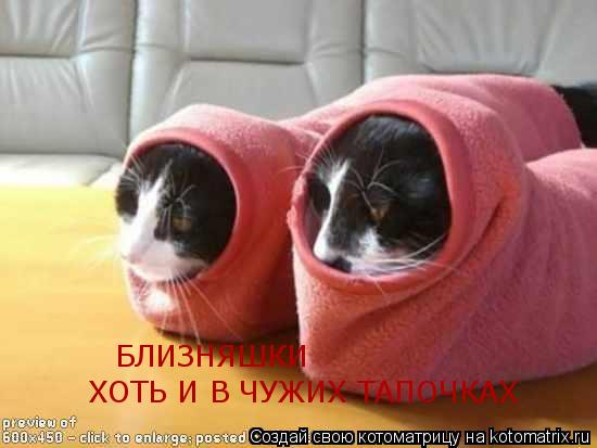 БЛИЗНЯШКИ ХОТЬ И В ЧУЖИХ ТАПОЧКАХ... Котоматрица: БЛИЗНЯШКИ ХОТЬ И В ЧУЖИХ ТАПОЧКАХ