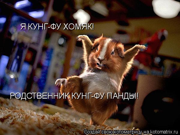 Котоматрица: Я КУНГ-ФУ ХОМЯК! РОДСТВЕННИК КУНГ-ФУ ПАНДЫ!