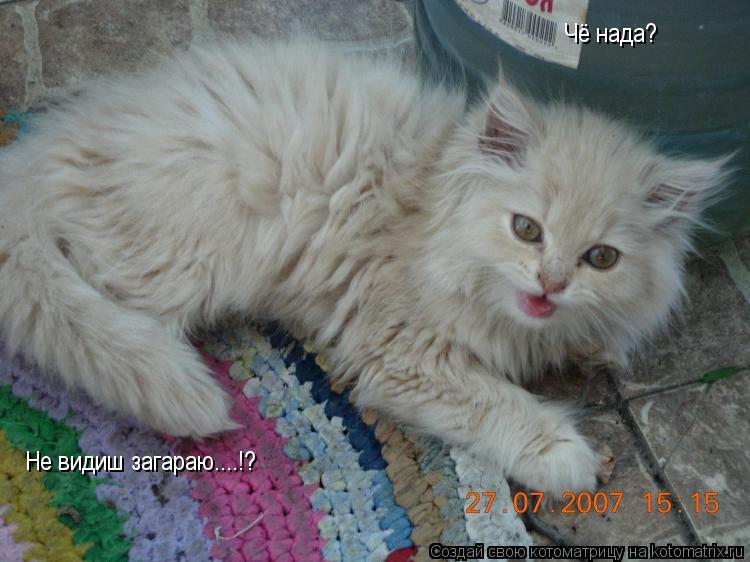 Котоматрица: Чё нада? Не видиш загараю....!?