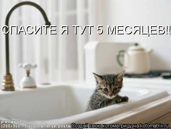 СПАСИТЕ Я ТУТ 5 МЕСЯЦЕВ!!... Котоматрица: СПАСИТЕ Я ТУТ 5 МЕСЯЦЕВ!!