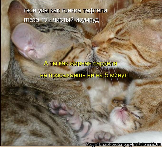 Котоматрица: твои усы как тонкие тефтели глаза то - чистый изумруд А ты как жирная сарделя не просыхаешь ни на 5 минут!