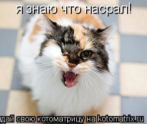 Котоматрица: я знаю что насрал !