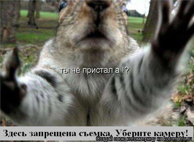 Котоматрица: ты чё пристал а !?