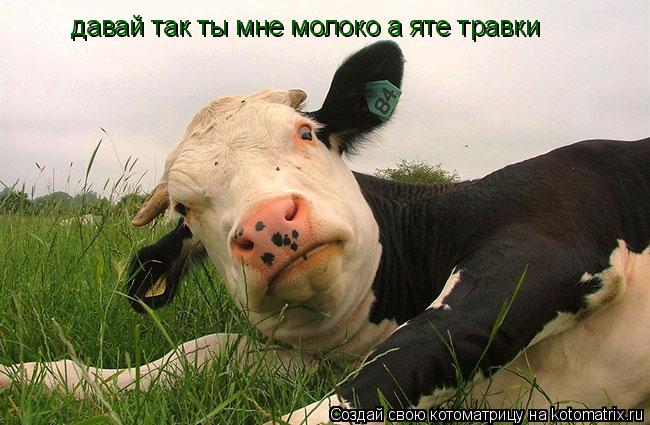 давай так ты мне молоко а яте травки... Котоматрица: давай так ты мне молоко а яте травки