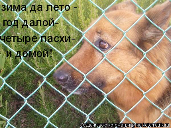 Котоматрица: зима да лето - год далой- четыре пасхи- и домой!