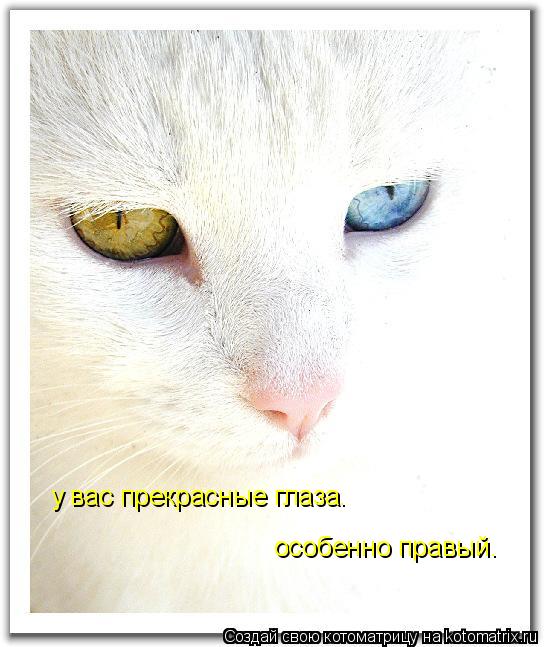 Котоматрица: у вас прекрасные глаза. особенно правый.
