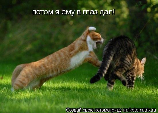 Котоматрица: потом я ему в глаз дал!