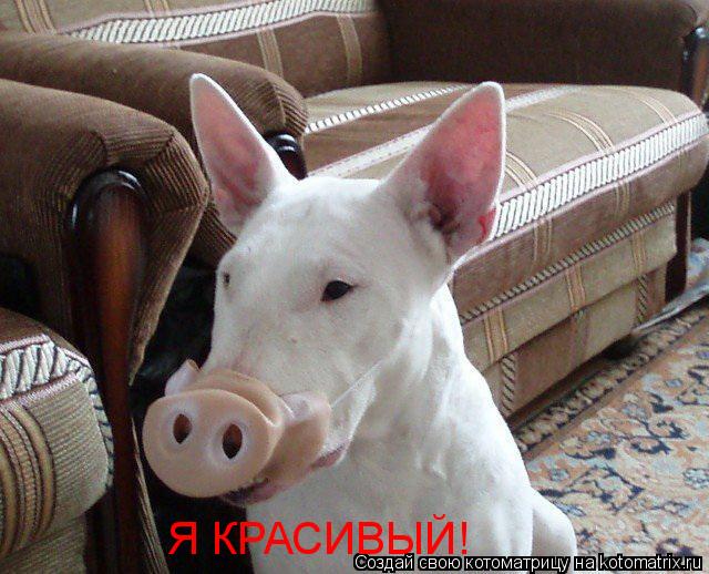 Котоматрица: Я КРАСИВЫЙ!