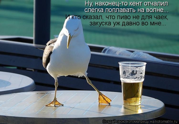 Ну, наконец-то кент отчалил слегка поплавать на волне... И кто сказал, что пиво не для чаек, закуска ... Котоматрица: Ну, наконец-то кент отчалил слегка поплавать на волне... И кто сказал, что пиво не для чаек, закуска уж давно во мне...