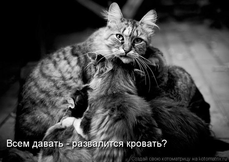Всем давать - развалится кровать?... Котоматрица: Всем давать - развалится кровать?