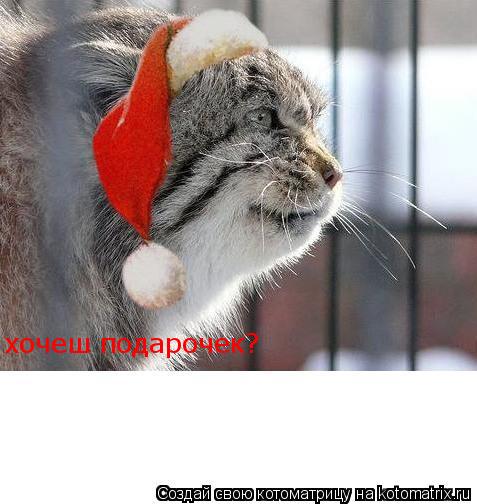 хочеш подарочек?... Котоматрица: хочеш подарочек?