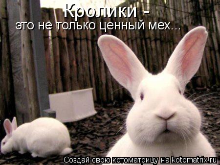 Котоматрица: Кролики -  это не только ценный мех...