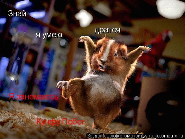 Котоматрица: Знай я умею дратся Я занемаюсь Кунфу Побег