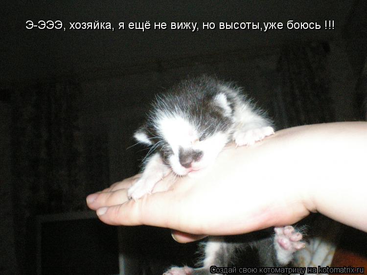 Э-ЭЭЭ, хозяйка, я ещё не вижу, но высоты,уже боюсь !!!... Котоматрица: Э-ЭЭЭ, хозяйка, я ещё не вижу, но высоты,уже боюсь !!!