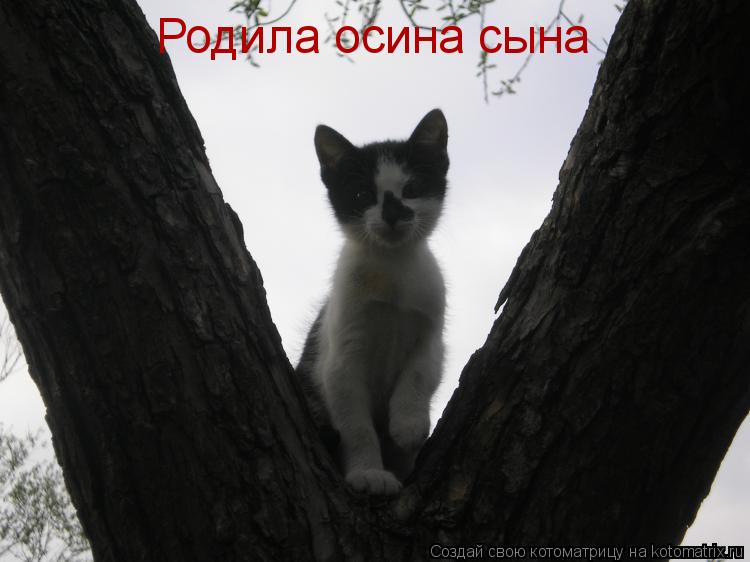 Родила осина сына... Котоматрица: Родила осина сына