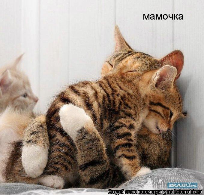 Котоматрица: мамочка