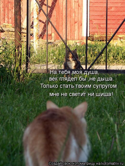 На тебя,моя душа, век глядел бы ,не дыша. Только стать твоим супругом мне не светит ни шиша!... Котоматрица: На тебя,моя душа, век глядел бы ,не дыша. Только стать твоим супругом мне не светит ни шиша!