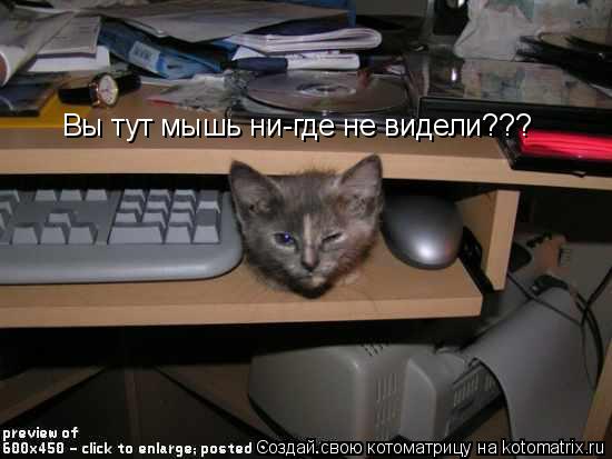 Вы тут мышь ни-где не видели???... Котоматрица: Вы тут мышь ни-где не видели???