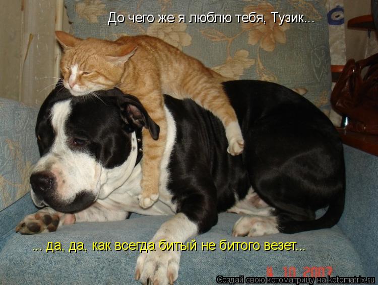 Котоматрица: До чего же я люблю тебя, Тузик... ... да, да, как всегда битый не битого везет...