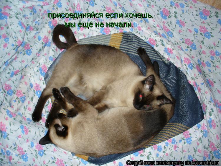 присоединяйся если хочешь, мы ещё не начали.... Котоматрица: присоединяйся если хочешь, мы ещё не начали.