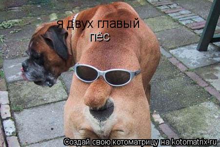 я двух главый пёс пёс... Котоматрица: я двух главый пёс пёс