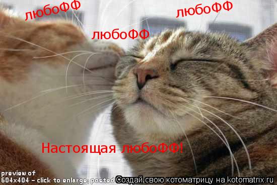 Настоящая любоФФ! любоФФ любоФФ любоФФ... Котоматрица: Настоящая любоФФ! любоФФ любоФФ любоФФ