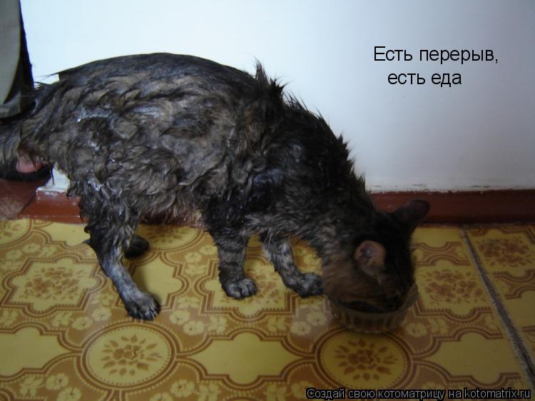 Есть перерыв, есть еда... Котоматрица: Есть перерыв, есть еда