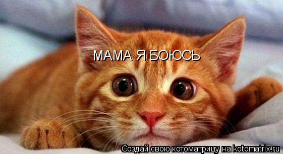 МАМА Я БОЮСЬ... Котоматрица: МАМА Я БОЮСЬ