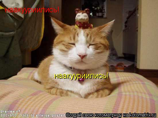 наакууриились! наакууриились!... Котоматрица: наакууриились! наакууриились!