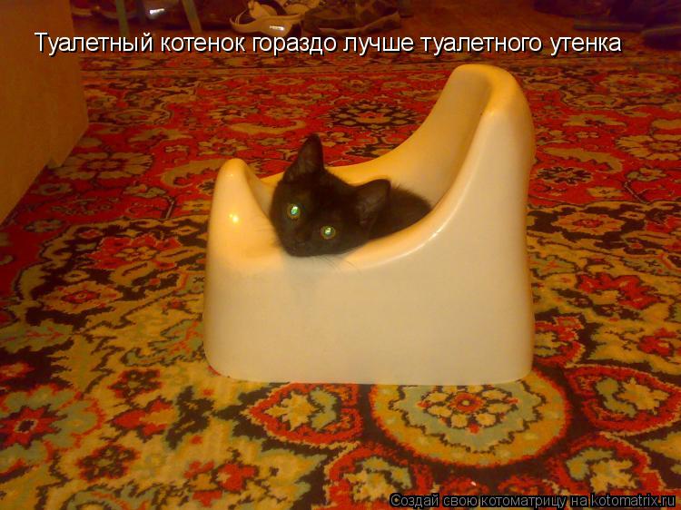 Туалетный котенок гораздо лучше туалетного утенка... Котоматрица: Туалетный котенок гораздо лучше туалетного утенка