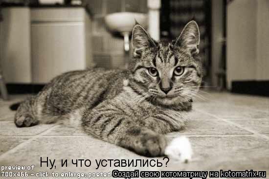 Ну, и что уставились?... Котоматрица: Ну, и что уставились?
