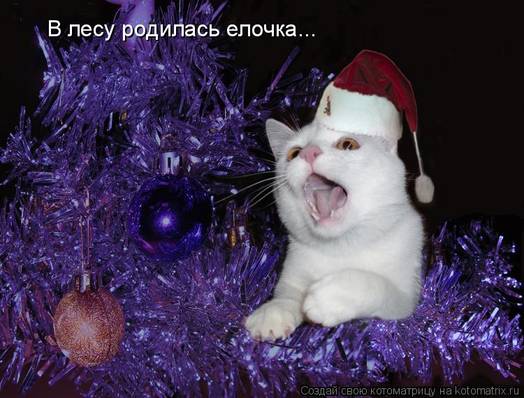 Котоматрица: В лесу родилась елочка...