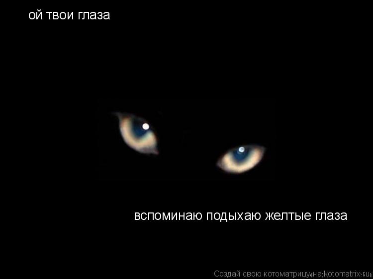 Котоматрица: ой твои глаза вспоминаю подыхаю желтые глаза