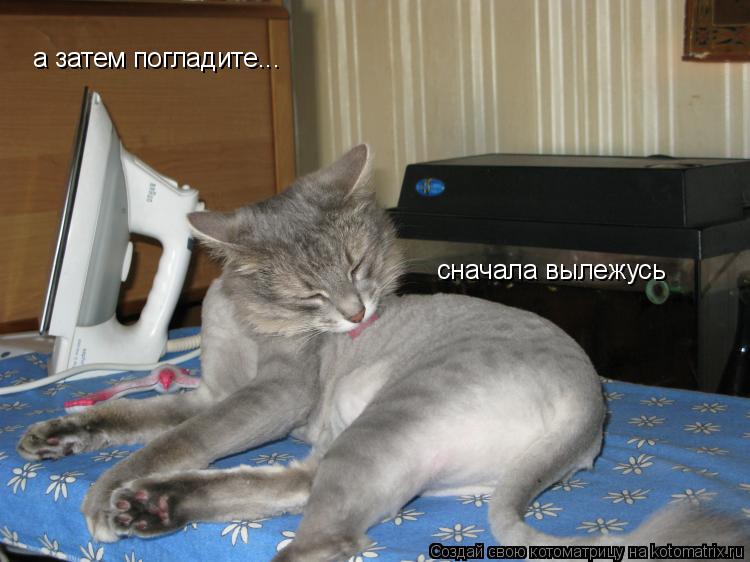 Котоматрица: сначала вылежусь а затем погладите...