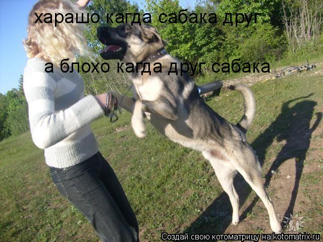 харашо кагда сабака друг а блохо кагда друг сабака... Котоматрица: харашо кагда сабака друг а блохо кагда друг сабака