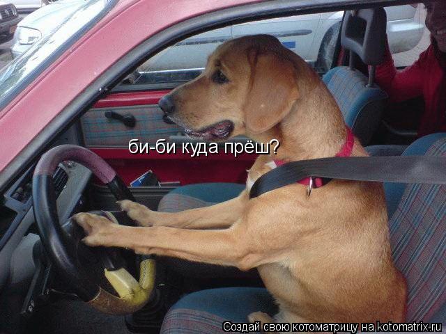 Котоматрица: би-би куда прёш?