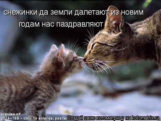 снежинки да земли далетают из новим годам нас паздравляют... Котоматрица: снежинки да земли далетают из новим годам нас паздравляют
