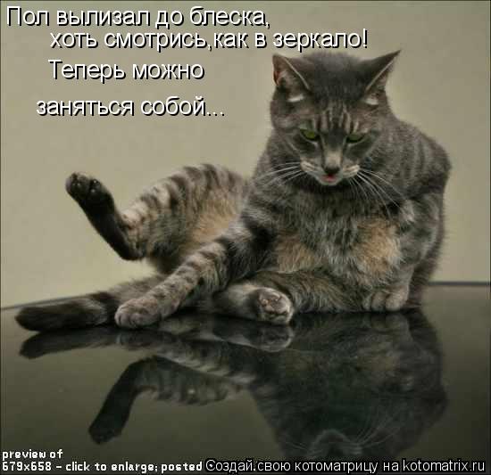 Пол вылизал до блеска, хоть смотрись,как в зеркало! Теперь можно заняться собой...... Котоматрица: Пол вылизал до блеска, хоть смотрись,как в зеркало! Теперь можно заняться собой...