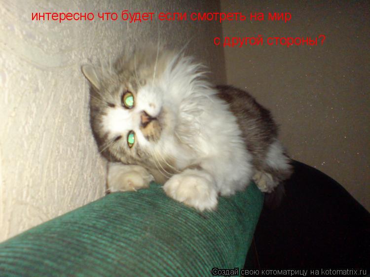 Котоматрица: интересно что будет если смотреть на мир  с другой стороны?