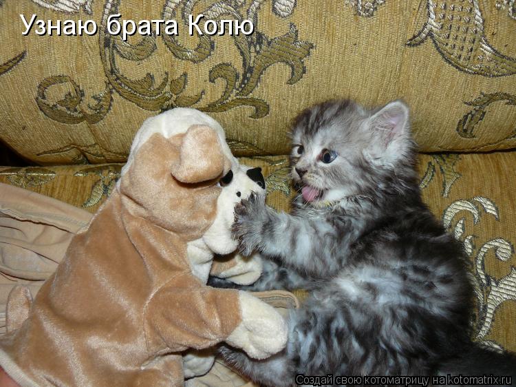 Узнаю брата Колю... Котоматрица: Узнаю брата Колю