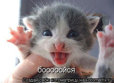 бооооойся... Котоматрица: бооооойся