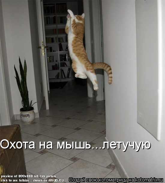 Охота на мышь...летучую... Котоматрица: Охота на мышь...летучую