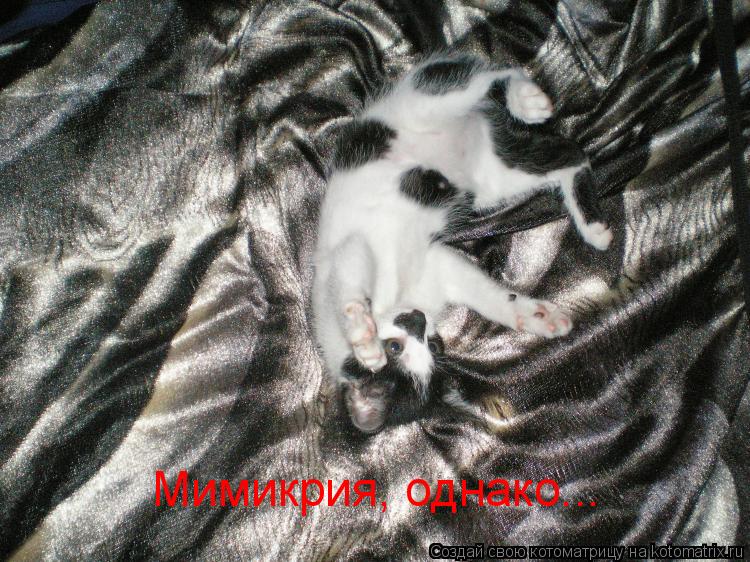 Котоматрица: Мимикрия, однако...