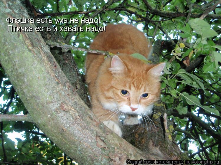 Котоматрица: Флэшка есть ума не надо! Птичка есть и хавать надо!
