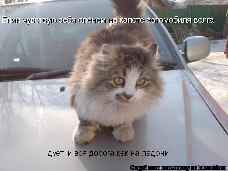 Блин чувствую себя оленем на капоте автомобиля волга. дует, и вся дорога как на ладони..... Котоматрица: Блин чувствую себя оленем на капоте автомобиля волга. дует, и вся дорога как на ладони..