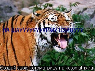 НА ШАУУУУУУУУРМУ ПОРВУУУ... Котоматрица: НА ШАУУУУУУУУРМУ ПОРВУУУ