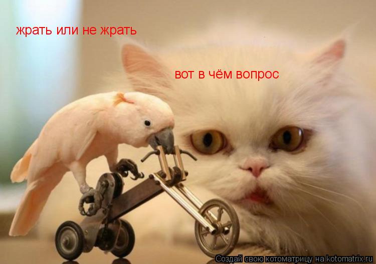 жрать или не жрать вот в чём вопрос... Котоматрица: жрать или не жрать вот в чём вопрос